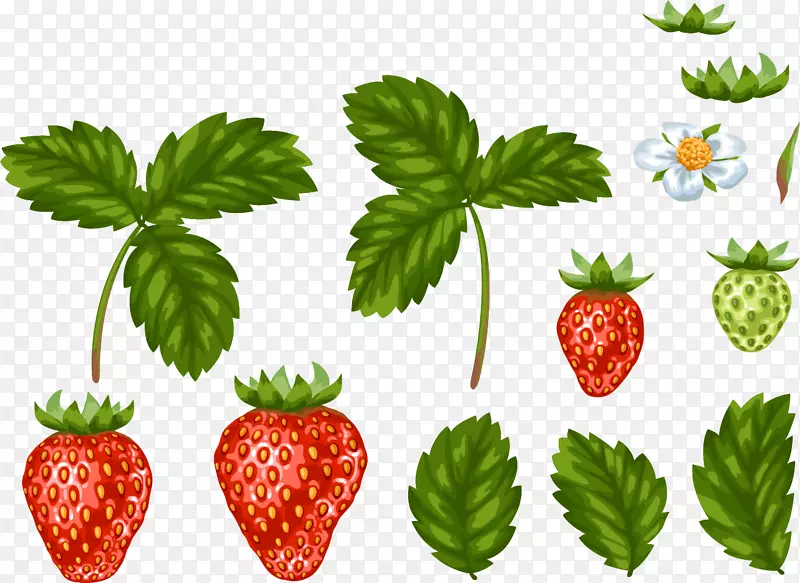 草莓叶食.手绘草莓叶