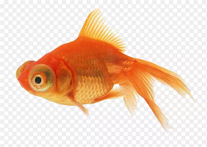 当归金鱼-橙色金鱼