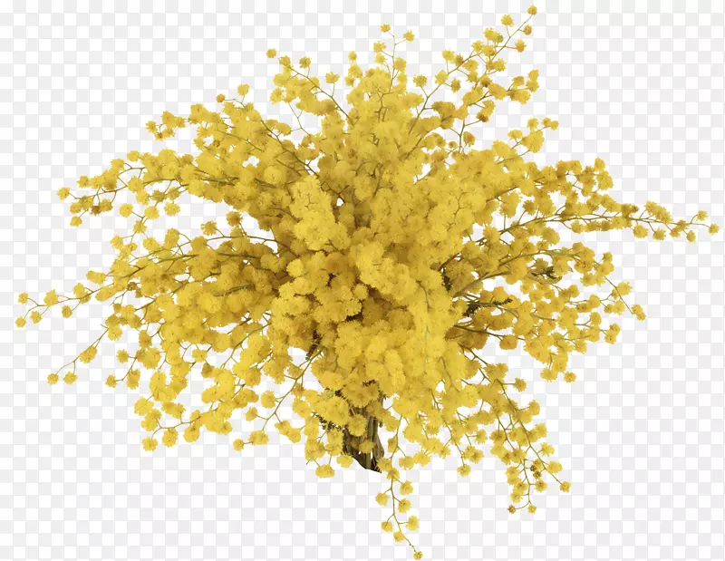 敏感植物花束-黄色星星的花束