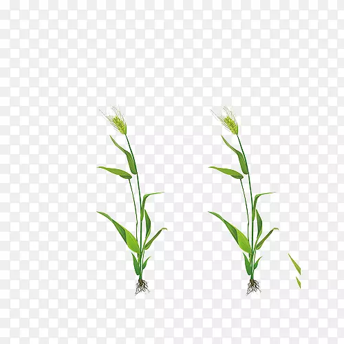 小麦绿色下载-简单的小新鲜绿色小麦