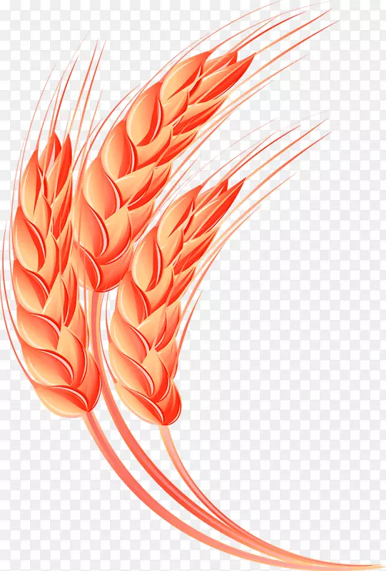 燕麦作物-黄色简单小麦装饰图案