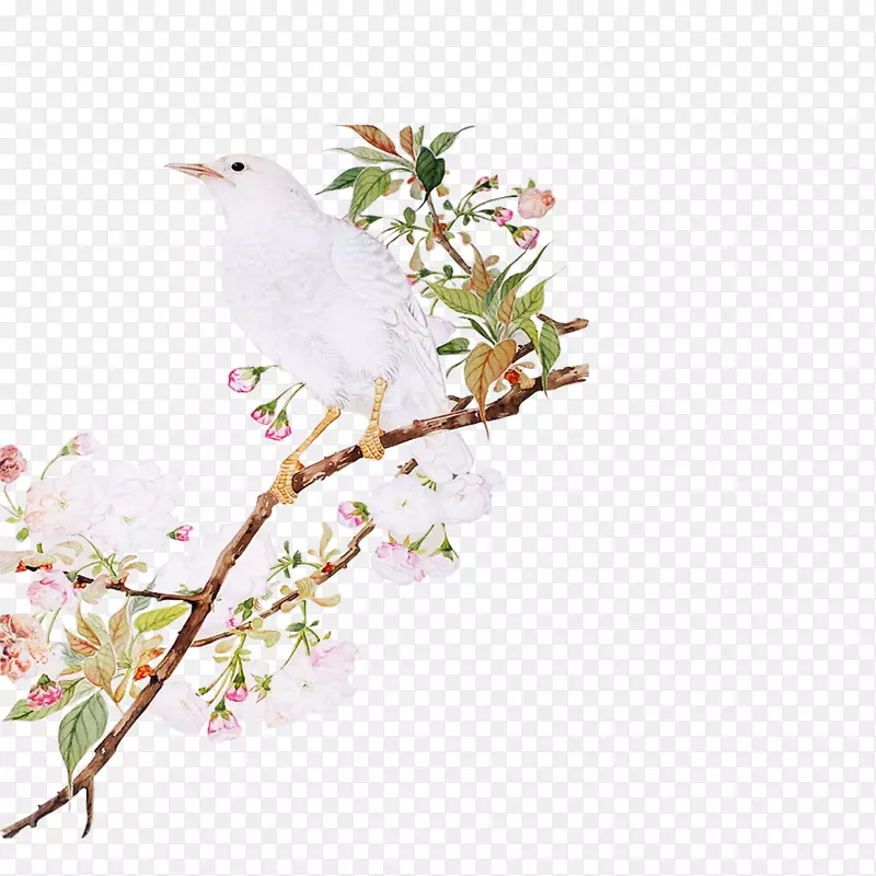 花鸟画复古手绘樱桃树不采摘材料。