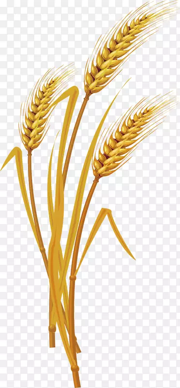 小麦创新设计大图