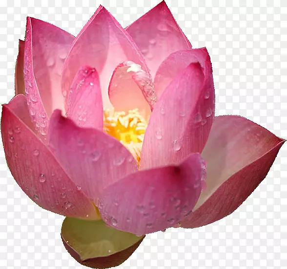 Nelumbo nucifera u611bu84eeu8aaa摄影墙纸-莲花