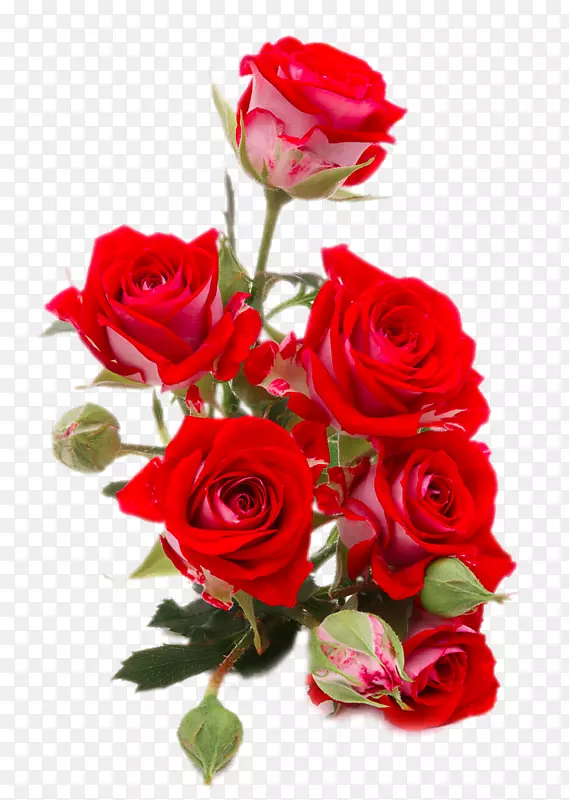 花束玫瑰红色摄影-鲜红玫瑰特写