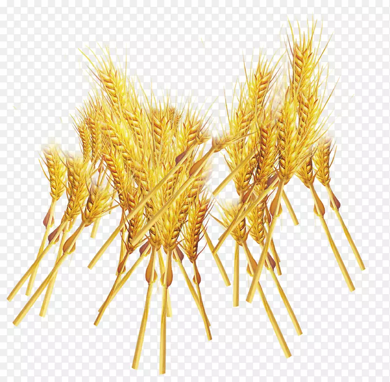小麦下载-黄金鲜米及小麦装饰图案