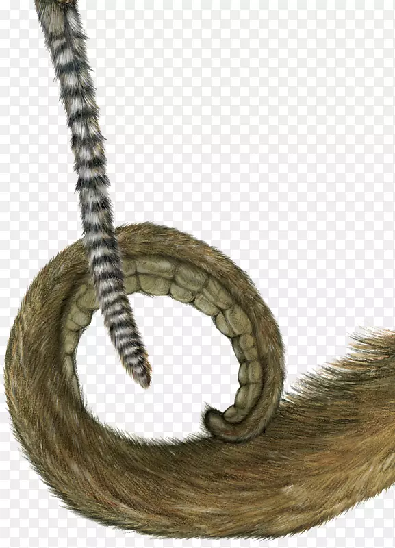 猴子尾巴动物-猴子的小尾巴
