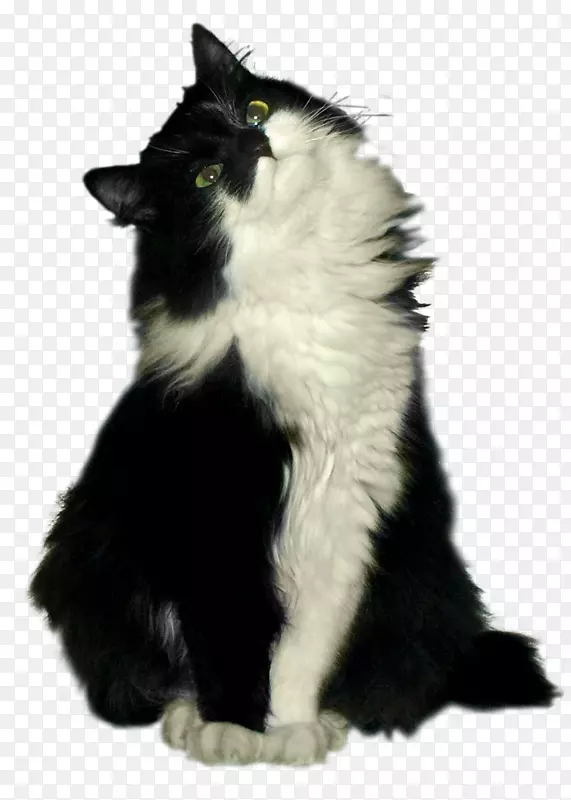挪威森林猫胡须柴郡猫黑猫头上的猫