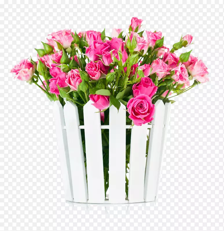 种子粉红色花白色玫瑰花盛开的图片