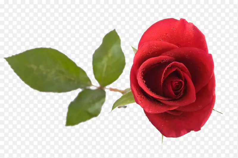 沙滩玫瑰-美丽的红玫瑰
