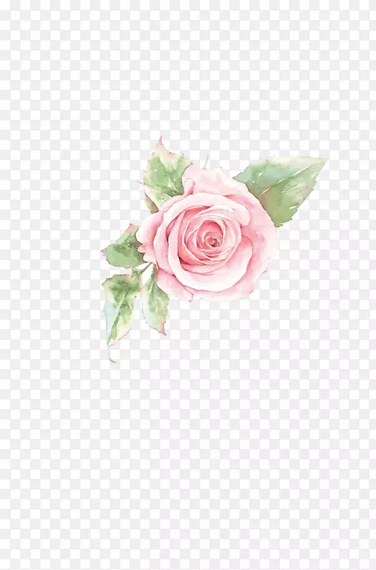粉红色花瓣-手绘玫瑰