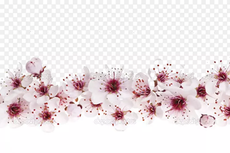 樱花摄影艺术-免费剪贴画-樱桃图案