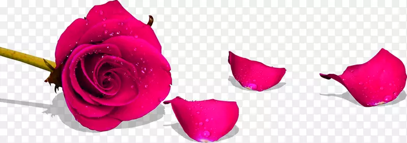 海滩玫瑰花园玫瑰红色花瓣-粉红色玫瑰花瓣婚礼