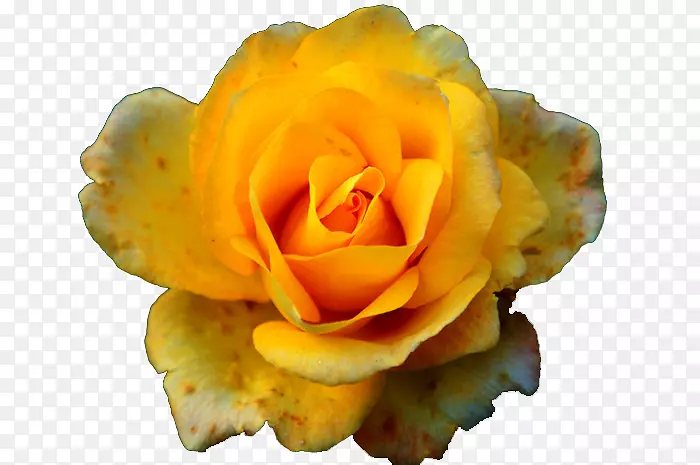 蔷薇园玫瑰黄色粉红色-黄色玫瑰花