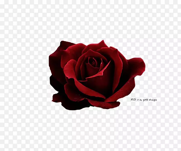 玫瑰红图标-深红色玫瑰