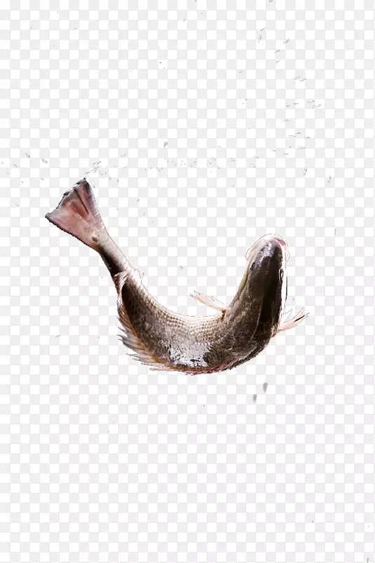 鱼群摄影蛤蜊鱼-鱼跃