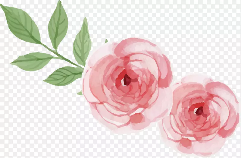 花园玫瑰、蜈蚣玫瑰、海滩玫瑰标志-彩绘玫瑰