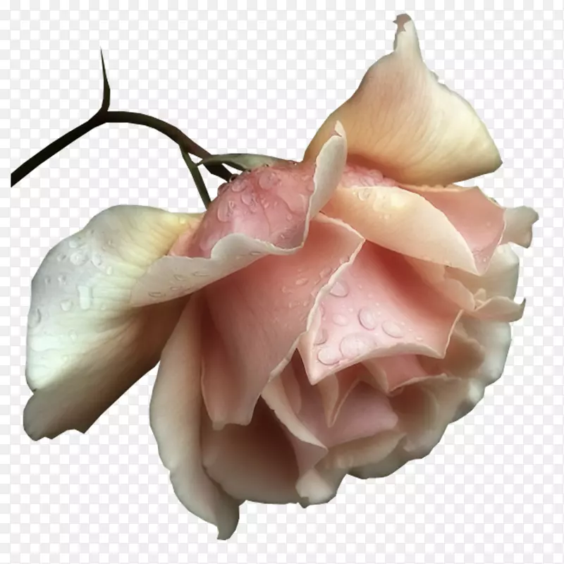早上好，短信浪漫-漂亮的粉红色玫瑰