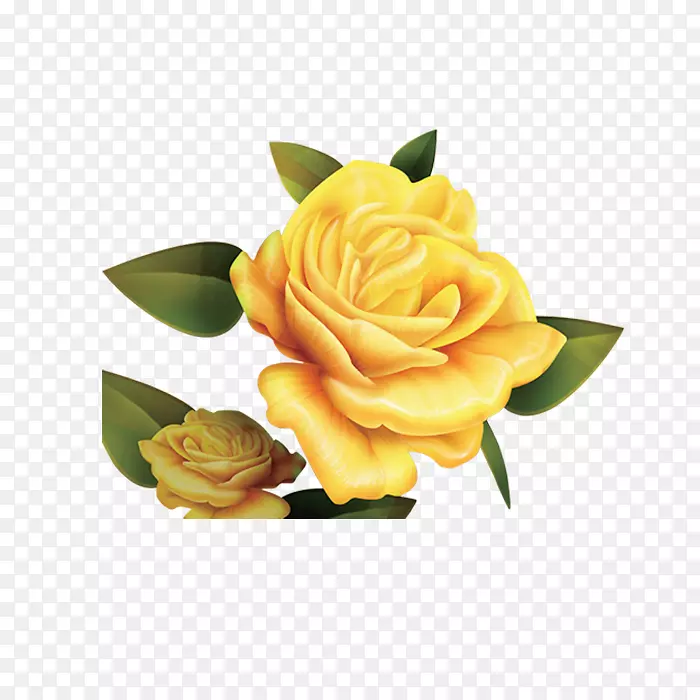 花园玫瑰，纸滩玫瑰，黄色羊皮纸-黄玫瑰