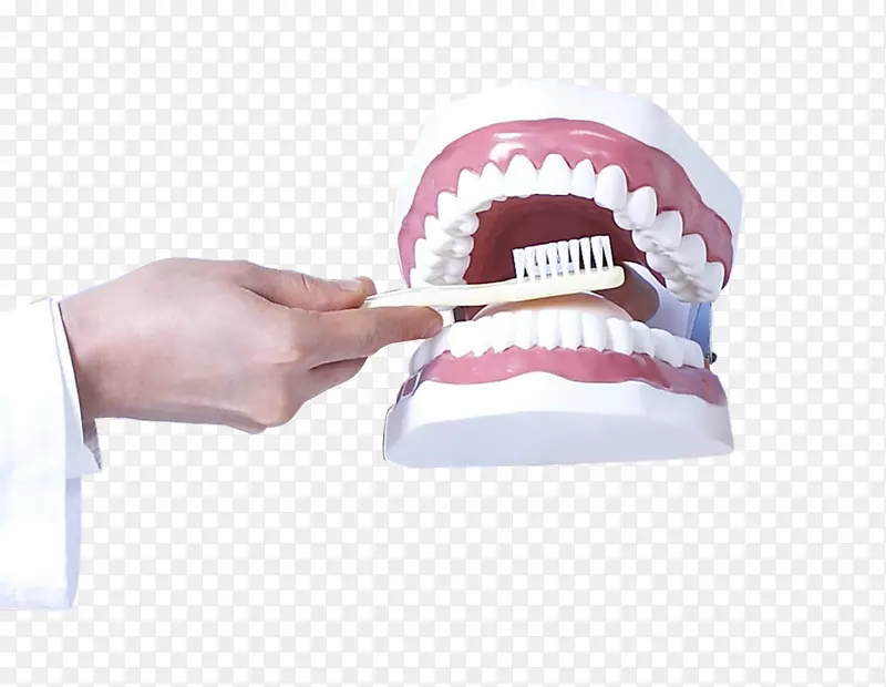 牙科保健.手牙模型