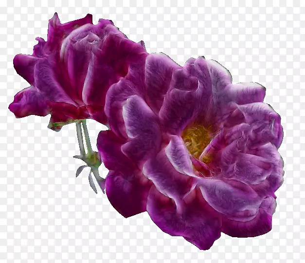花玫瑰剪贴画-创意拉紫色花免费