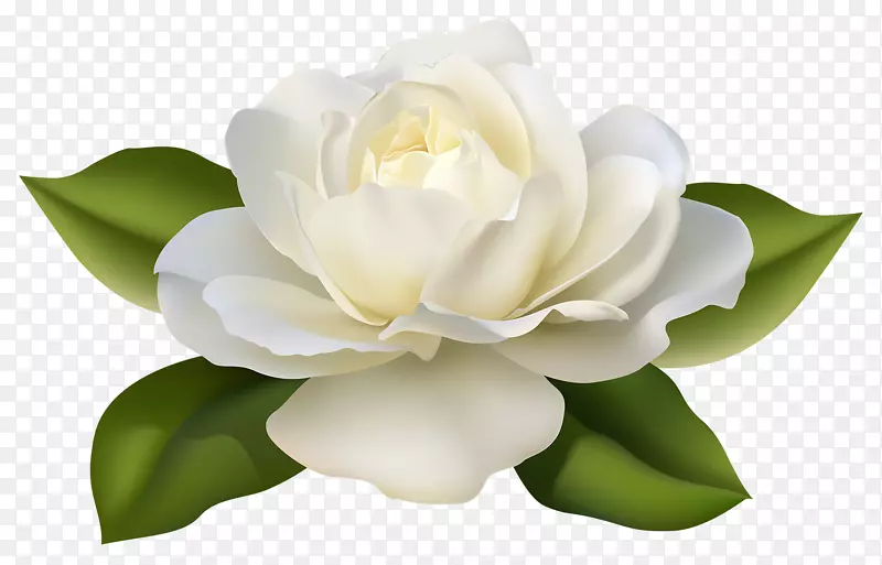 玫瑰白花剪贴画-淡黄色玫瑰
