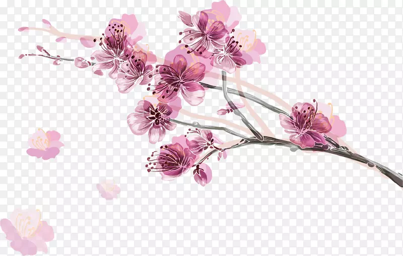 粉红色樱花插图-樱桃花瓣