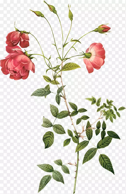 蔷薇草玫瑰植物学杂交茶玫瑰植物插图手绘玫瑰