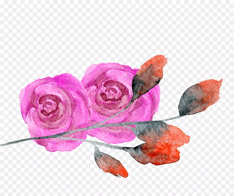 花园玫瑰创意水彩透明水彩画玫瑰红花水彩画