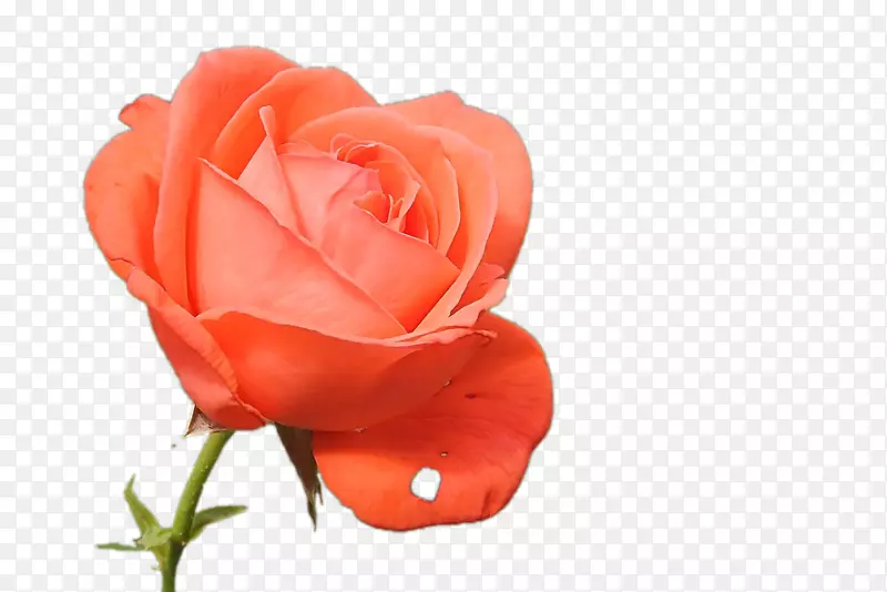 玫瑰刺，刺和刺花蕾橙色-玫瑰，橙色，开花。