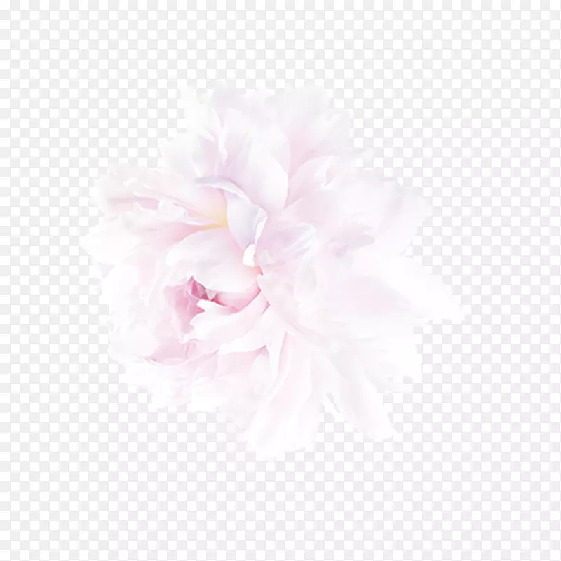 牡丹花瓣-淡粉色玫瑰自由拉料
