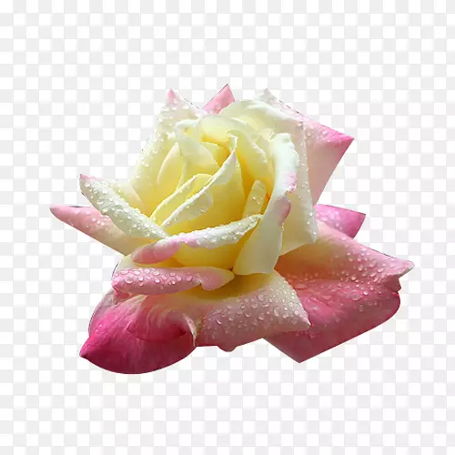 花园玫瑰，海滩玫瑰，蜈蚣玫瑰，波特兰玫瑰节花-法国玫瑰图片材料