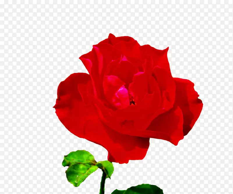 蔷薇花园玫瑰，蜈蚣玫瑰，海滩玫瑰，玫瑰-一朵玫瑰