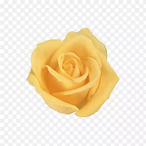 玫瑰黄花墙纸-黄玫瑰