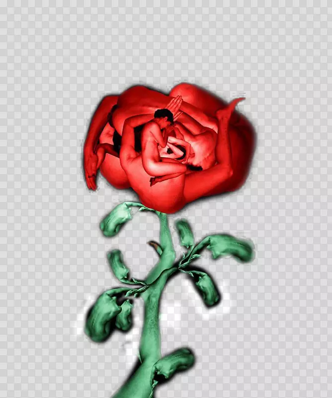 花园玫瑰，身体艺术，百叶玫瑰-身体艺术玫瑰
