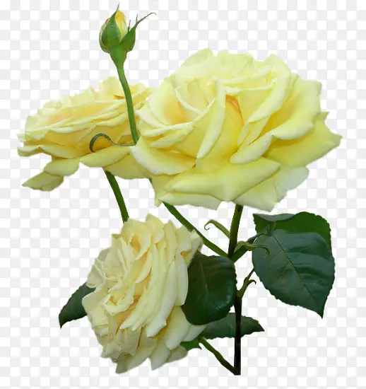 花卉剪贴画-浅黄色玫瑰