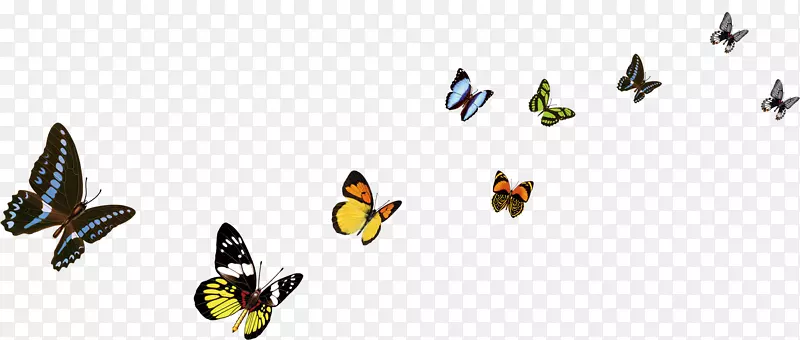 蝴蝶色彩装饰艺术-蝴蝶