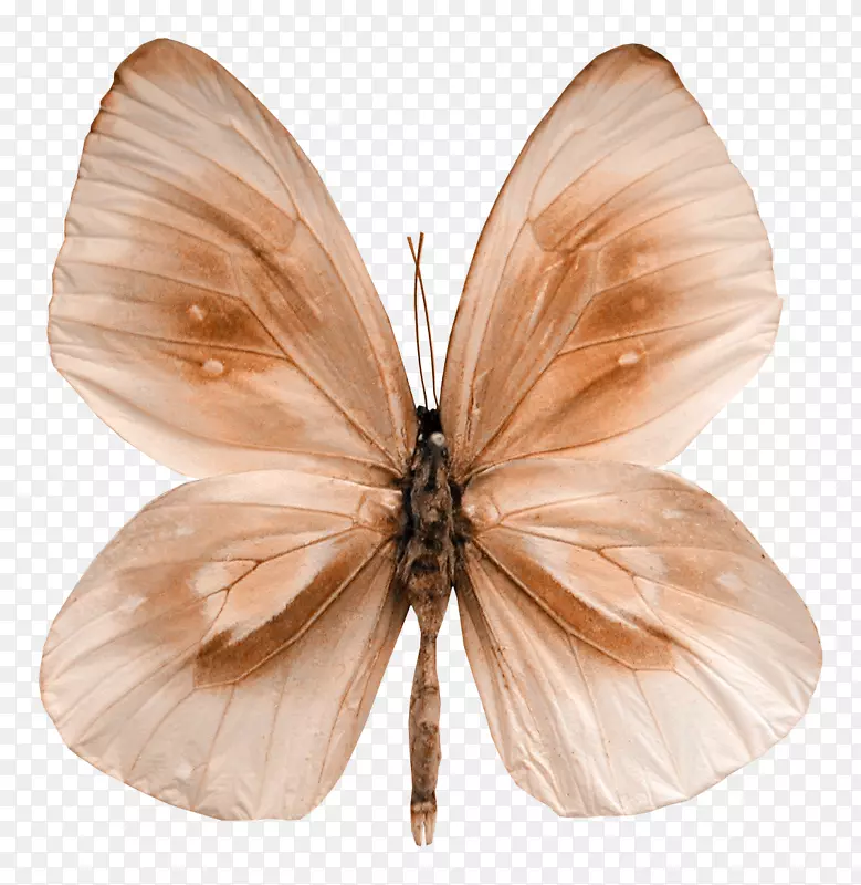 蝴蝶蛾-美丽的蝴蝶