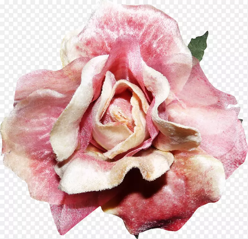 玫瑰花粉色玫瑰