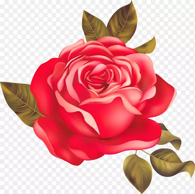 花园玫瑰、蜈蚣玫瑰、海滩玫瑰、红玫瑰-美丽的红玫瑰