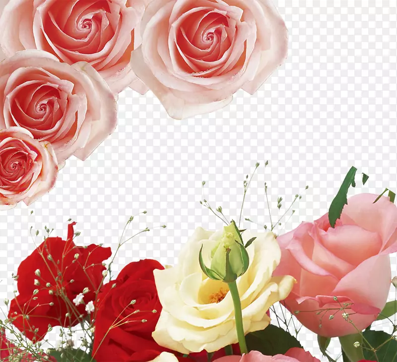 花园玫瑰、蜈蚣玫瑰、沙滩玫瑰、玫瑰花、粉色玫瑰背景材料
