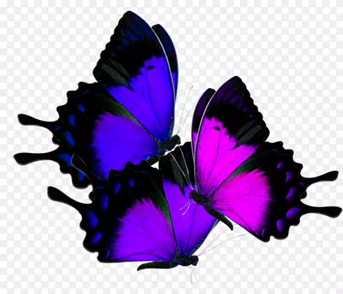 蝴蝶若虫科软件-五颜六色的蝴蝶种类