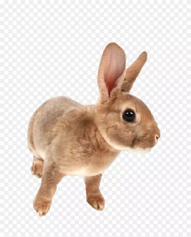 迷你雷克斯荷兰矮兔家养兔灰兔孟