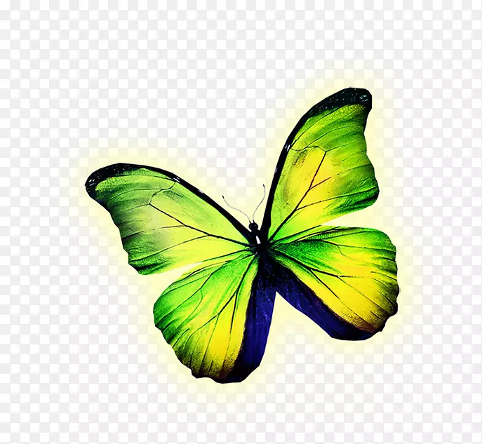 蝴蝶黄色免费插图-绿色蝴蝶