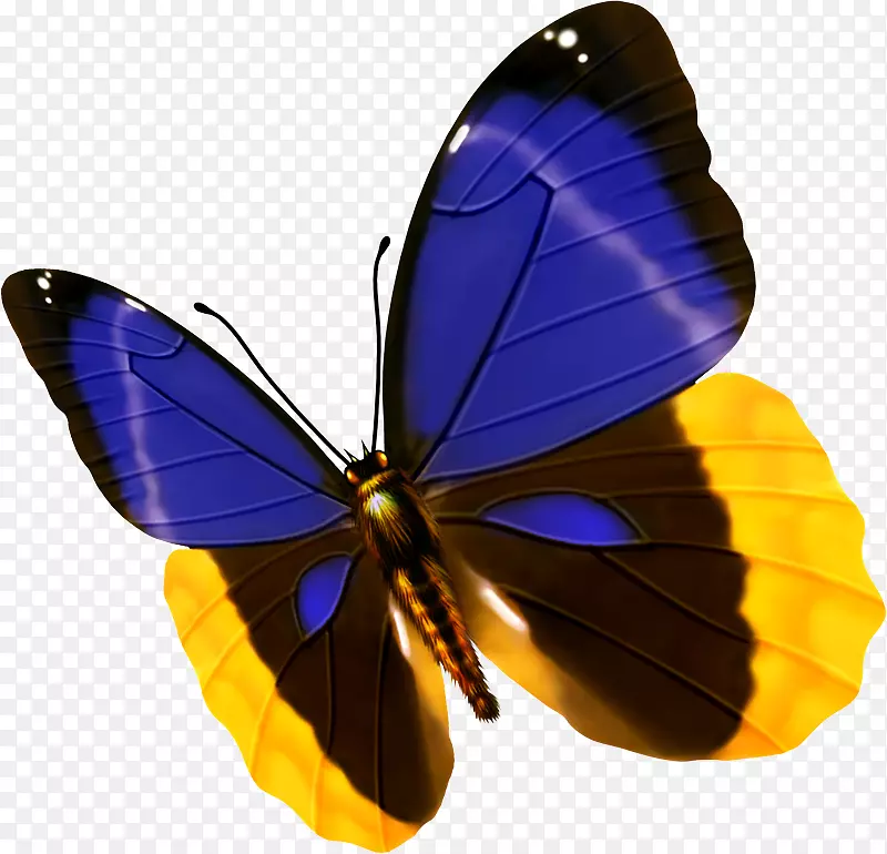 蝴蝶蓝色昆虫-三色蝴蝶