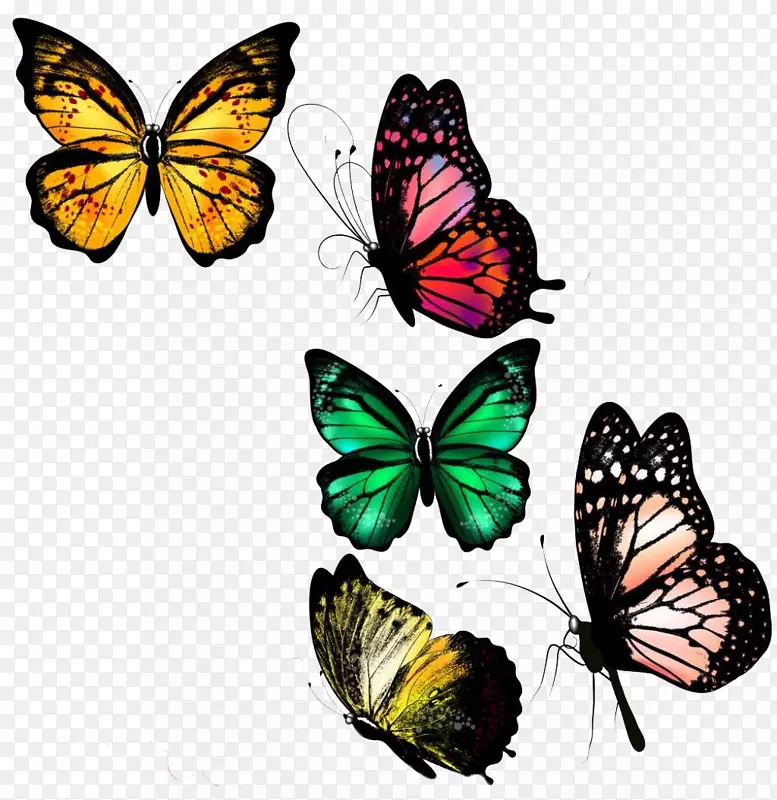 蝴蝶插图-彩色蝴蝶背景