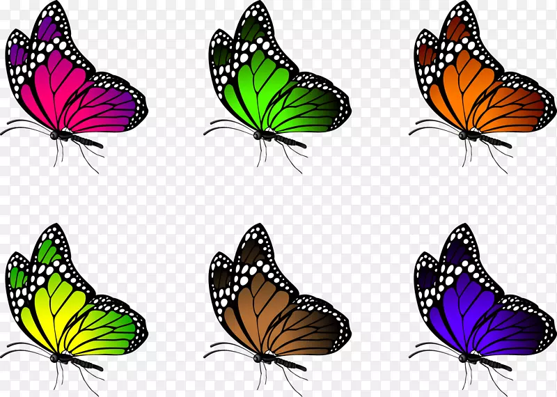 蝴蝶插图-彩色蝴蝶