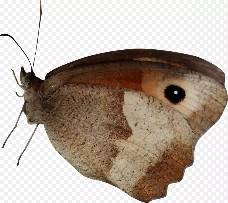 蝴蝶蛾图标-美丽的蝴蝶