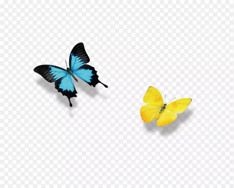 毛毯健美图标-两只精致的蝴蝶