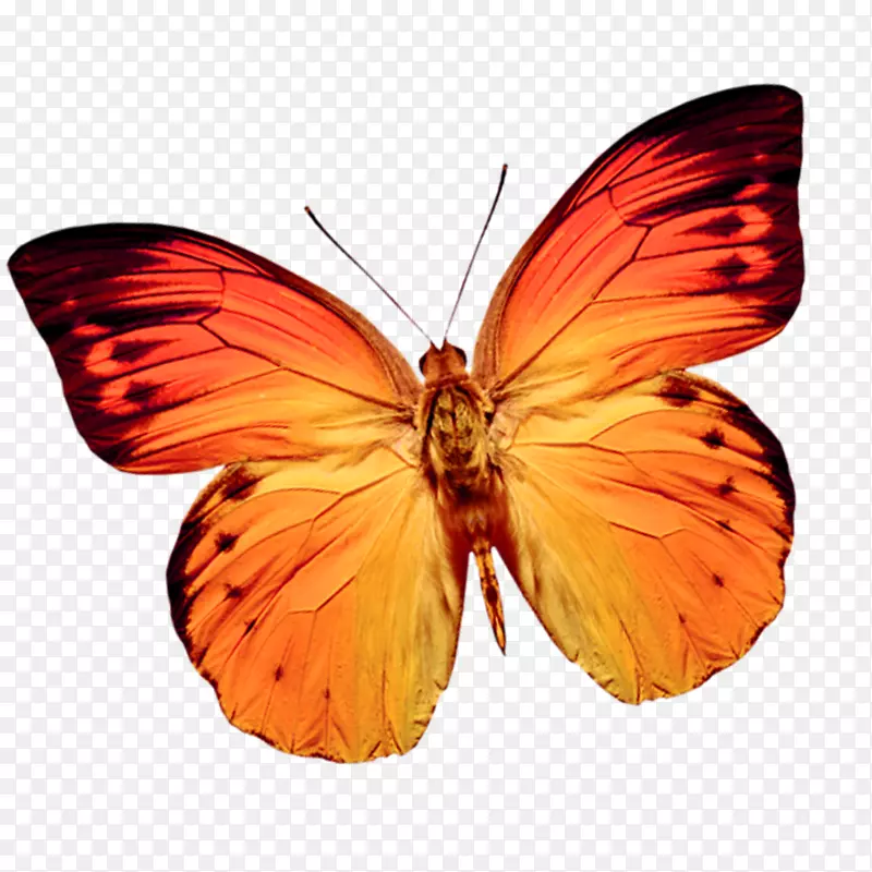 蝴蝶网页浏览器剪贴画-彩色蝴蝶
